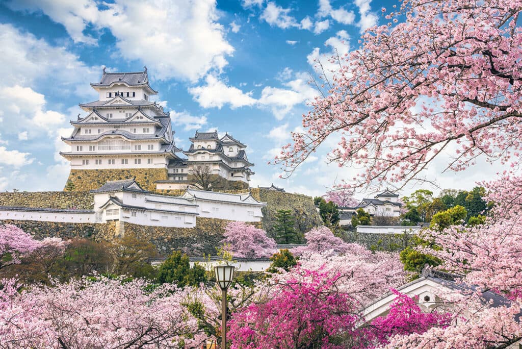 Cherry Blossom Guide